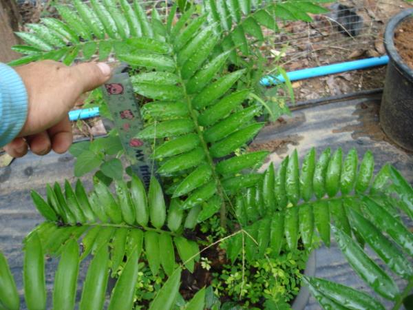 Encephalartos aemulans