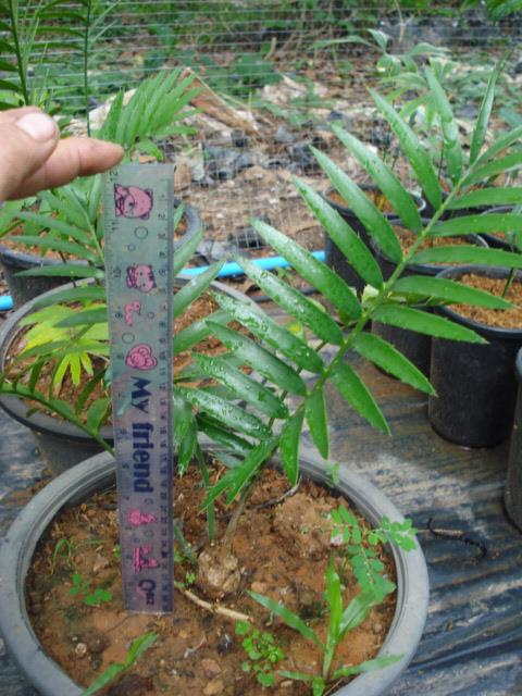 Encephalartos msinganus