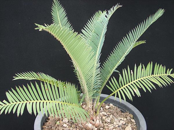 Dioon califanoi "ใบฟ้า"