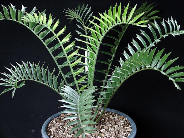 Encephalartos arenarius