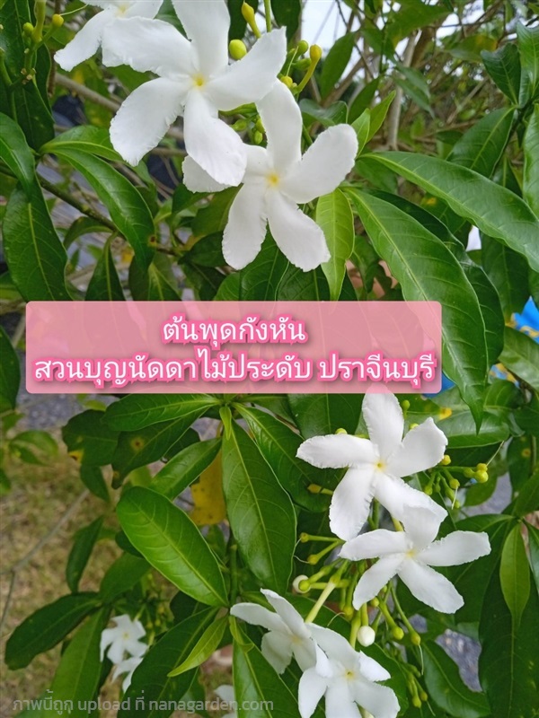 ต้นพุดกังหัน | สวนบุญนัดดาไม้ประดับ ปราจีนบุรี - ประจันตคาม ปราจีนบุรี