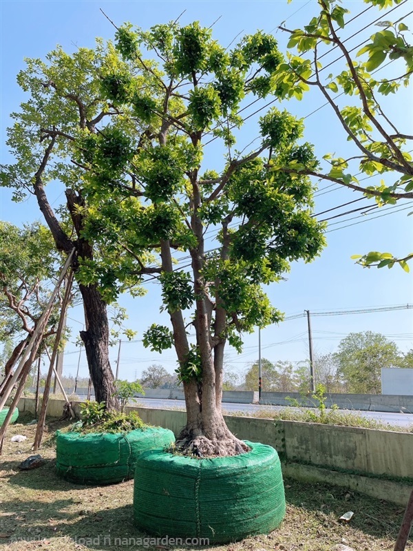 ต้นมั่งมี | สวนพันเงิน พันทอง -  สระบุรี