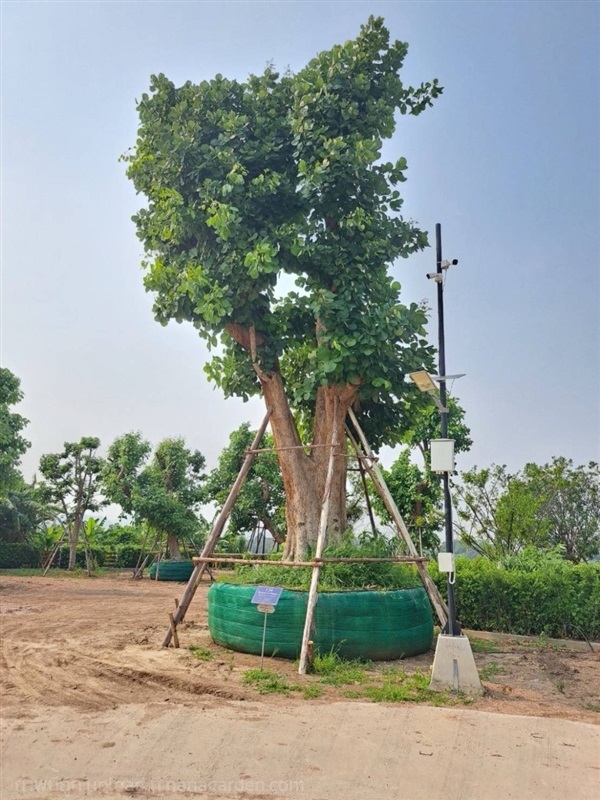 ต้นทองกวาว No.134 สวนเทพรักษ์ไม้ล้อม | เทพรักษ์ ไม้ล้อม - เมืองลพบุรี ลพบุรี