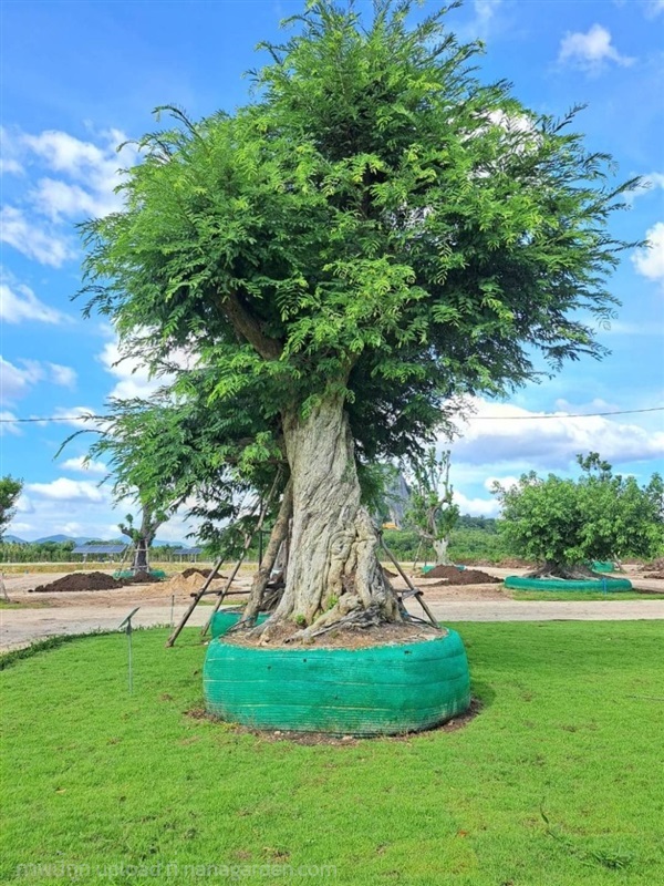 ต้นมะขาม No.65 สวนเทพรักษ์ไม้ล้อม | เทพรักษ์ ไม้ล้อม - เมืองลพบุรี ลพบุรี