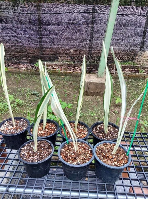 ลิ้นมังกรด่าง sansevieria guineensis beauty queen. | สวนศรีชาวนา - เมืองปราจีนบุรี ปราจีนบุรี