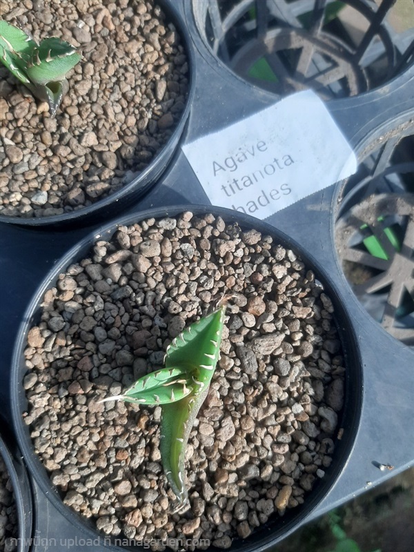 agave titanota hades, ขายจร้า ไม้สวยๆเท่ห์ๆ | สวนศรีชาวนา - เมืองปราจีนบุรี ปราจีนบุรี