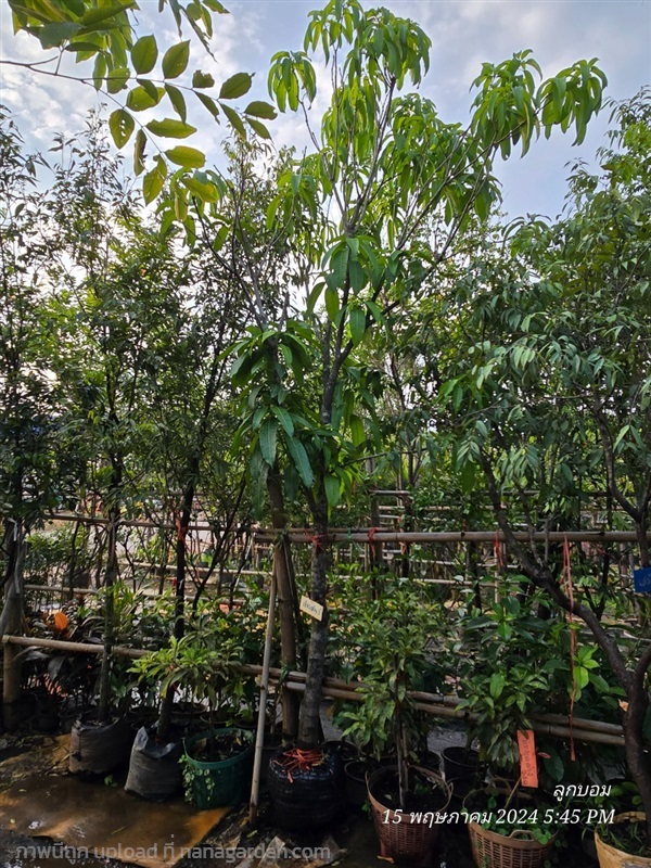 มะม่วงเขียวเสวย3" | สวนป้านิตย์ ปราจีนบุรี - เมืองปราจีนบุรี ปราจีนบุรี