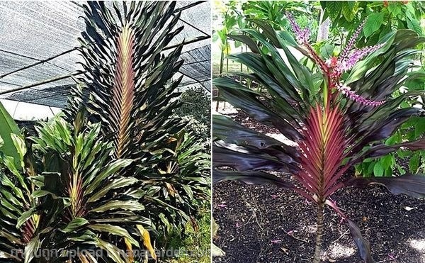 หมากผู้หมากเมีย    Cordyline fruticosa  “New guine | อาศรมลีลาวดี - พนมสารคาม ฉะเชิงเทรา