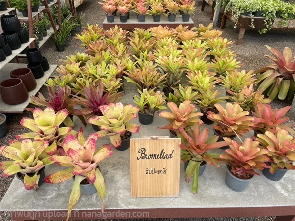 สับปะรดสี (ฺbromeliad) | ธัชการเด้นท์ -  กรุงเทพมหานคร