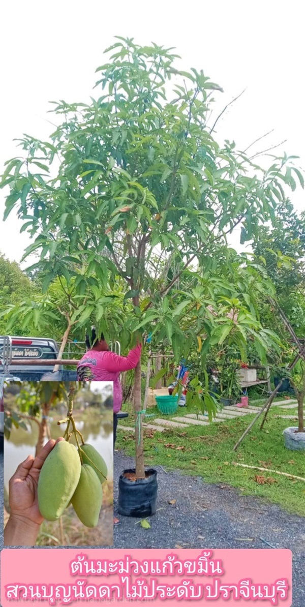 มะม่วงแก้วขมิ้น | สวนบุญนัดดาไม้ประดับ ปราจีนบุรี - ประจันตคาม ปราจีนบุรี