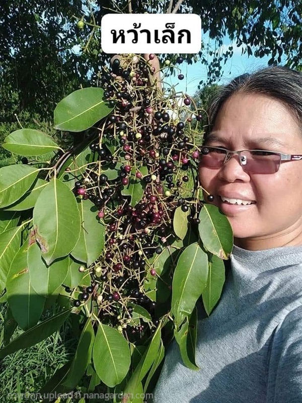 หว้าเล็ก | เมล็ดพันธุ์ดี เกษตรวิถีไทย - เมืองระยอง ระยอง