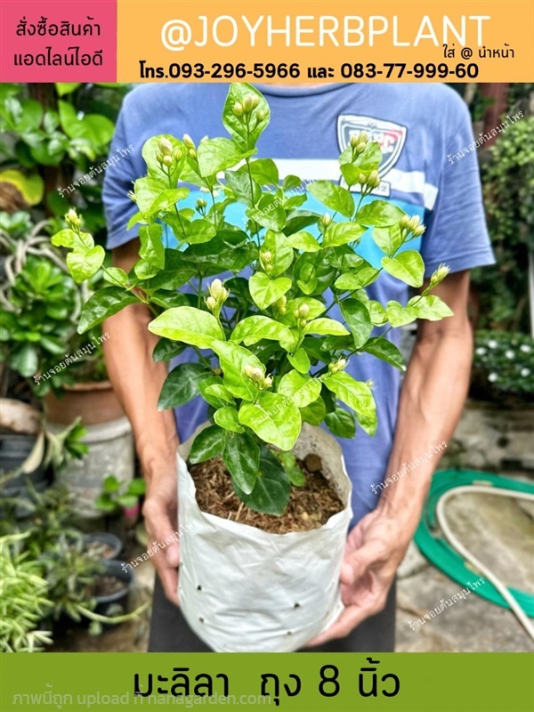 มะลิลา (Jusmine) ในถุงขาว  มีดอก พุ่มสวย กลิ่นหอม  | ร้านจอยต้นสมุนไพร - หนองแขม กรุงเทพมหานคร