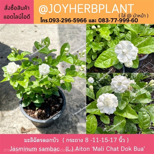 มะลิฉัตรดอกบัว มะลิโบราณ ดอกเป็นชั้นคล้ายดอกบัว  | ร้านจอยต้นสมุนไพร - หนองแขม กรุงเทพมหานคร