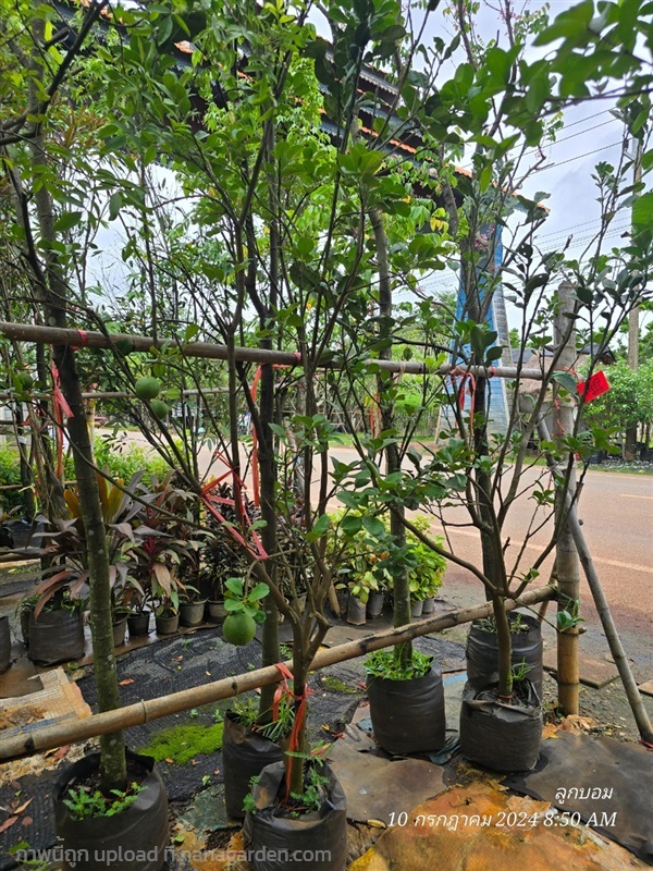 ส้มโอทองดี 2" | สวนป้านิตย์ ปราจีนบุรี - เมืองปราจีนบุรี ปราจีนบุรี