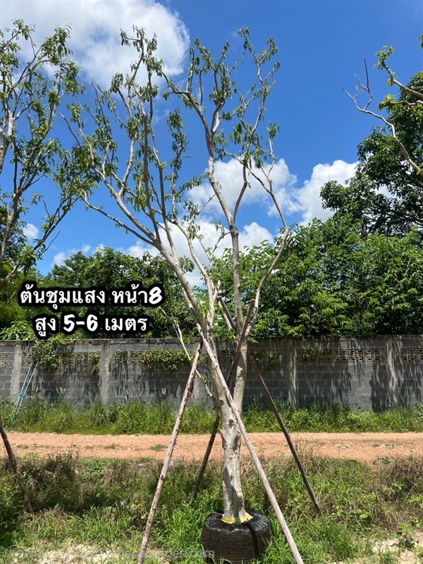 ต้นชุมแสง หน้า8" สูง 5-6 ม. | สวนร่มไม้ภูผา - แก่งคอย สระบุรี