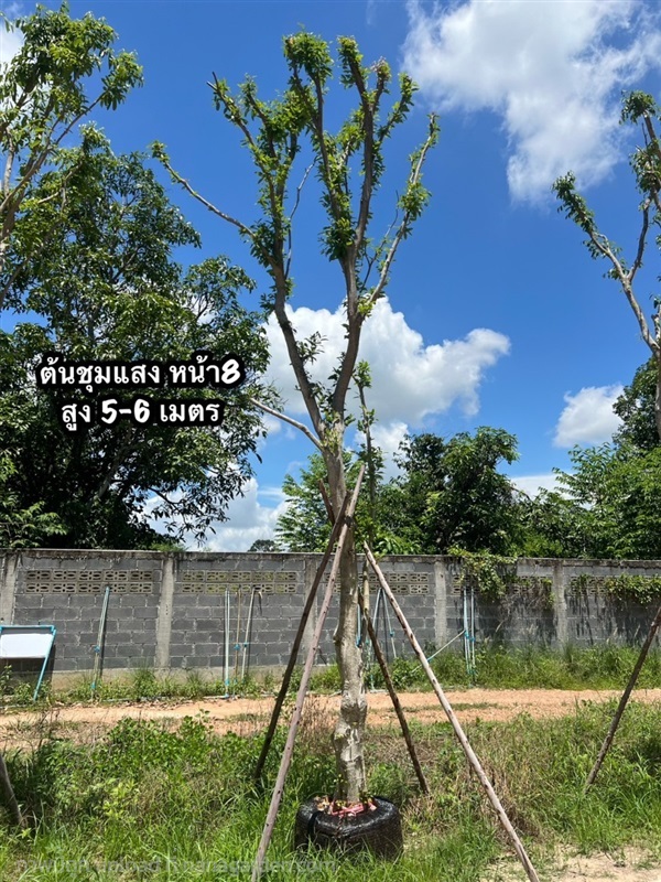 ต้นชุมแสง หน้า8" สูง 5-6 ม. | สวนร่มไม้ภูผา - แก่งคอย สระบุรี