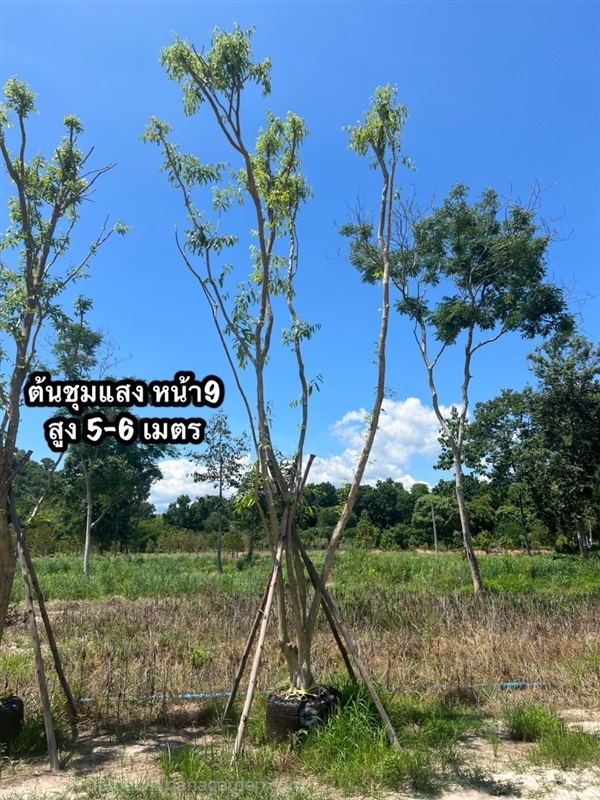 ต้นชุมแสง หน้า9" สูง 5-6 ม. | สวนร่มไม้ภูผา - แก่งคอย สระบุรี