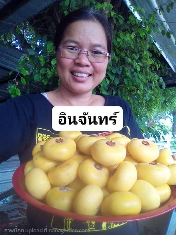 อินจันทร์ ขายเมล็ดพันธุ์/ต้นกล้า | เมล็ดพันธุ์ดี เกษตรวิถีไทย - เมืองระยอง ระยอง