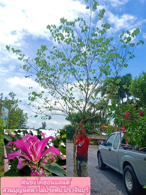 ต้นชงโคฮอนแลนด์ | สวนบุญนัดดาไม้ประดับ ปราจีนบุรี - ประจันตคาม ปราจีนบุรี