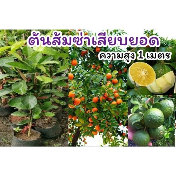 ต้นส้มซ่า สูง 1 เมตร | ลิตเติ้ลพาร์ค Little Park - บางกรวย นนทบุรี