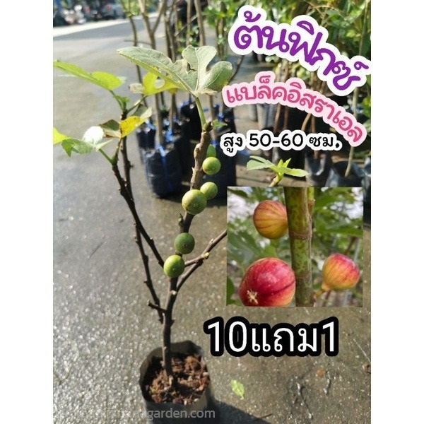 ต้นมะเดื่อฝรั่งพันธุ์แบล็คอิสราเอล สูง 60 cm | ลิตเติ้ลพาร์ค Little Park - บางกรวย นนทบุรี