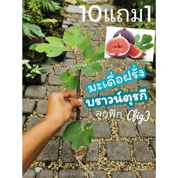 ต้นฟิกซ์ | ลิตเติ้ลพาร์ค Little Park - บางกรวย นนทบุรี