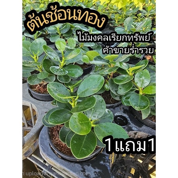 ต้นช้อนเงินช้อนทอง | ลิตเติ้ลพาร์ค Little Park - บางกรวย นนทบุรี