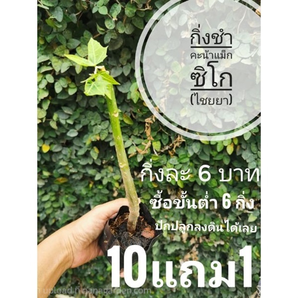 กิ่งชำไชยา คะน้าแม็กซิโก 5 กิ่ง | ลิตเติ้ลพาร์ค Little Park - บางกรวย นนทบุรี