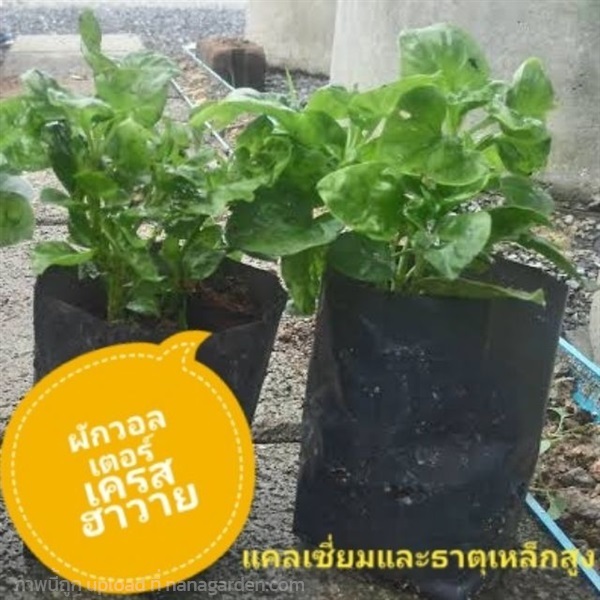 ผักวอลเตอร์เครส | ลิตเติ้ลพาร์ค Little Park - บางกรวย นนทบุรี