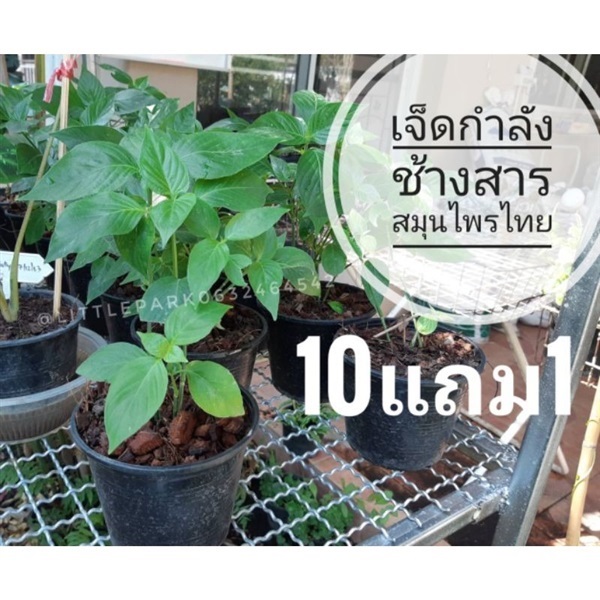 ต้นเจ็ดกำลังช้างสาร | ลิตเติ้ลพาร์ค Little Park - บางกรวย นนทบุรี