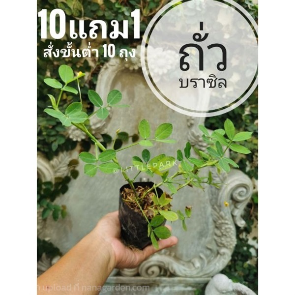 ต้นถั่วบราซิล | ลิตเติ้ลพาร์ค Little Park - บางกรวย นนทบุรี