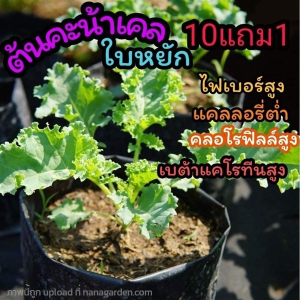 ต้นคะน้าเคลใบหยัก | ลิตเติ้ลพาร์ค Little Park - บางกรวย นนทบุรี