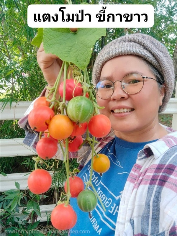 แตงโมป่า ขี้กาขาว  | เมล็ดพันธุ์ดี เกษตรวิถีไทย - เมืองระยอง ระยอง