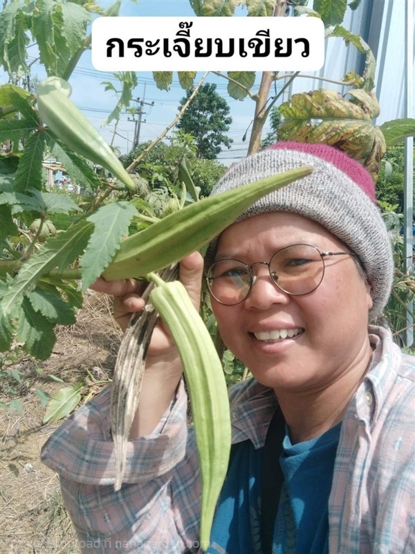 กระเจี๊ยบเขียว | เมล็ดพันธุ์ดี เกษตรวิถีไทย - เมืองระยอง ระยอง