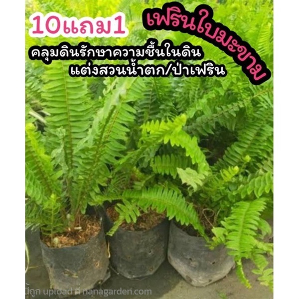 ต้นเฟรินใบมะขาม | ลิตเติ้ลพาร์ค Little Park - บางกรวย นนทบุรี