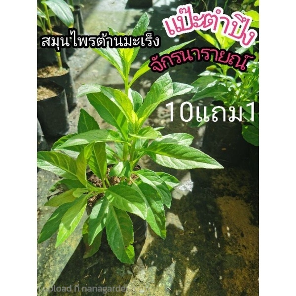 ต้นแป๊ะตำปึง | ลิตเติ้ลพาร์ค Little Park - บางกรวย นนทบุรี