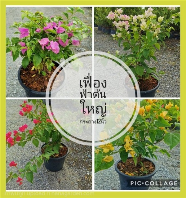 ต้นเฟื่องฟ้า สีชมพูแสด สูง 35-40 ซม. | ลิตเติ้ลพาร์ค Little Park - บางกรวย นนทบุรี