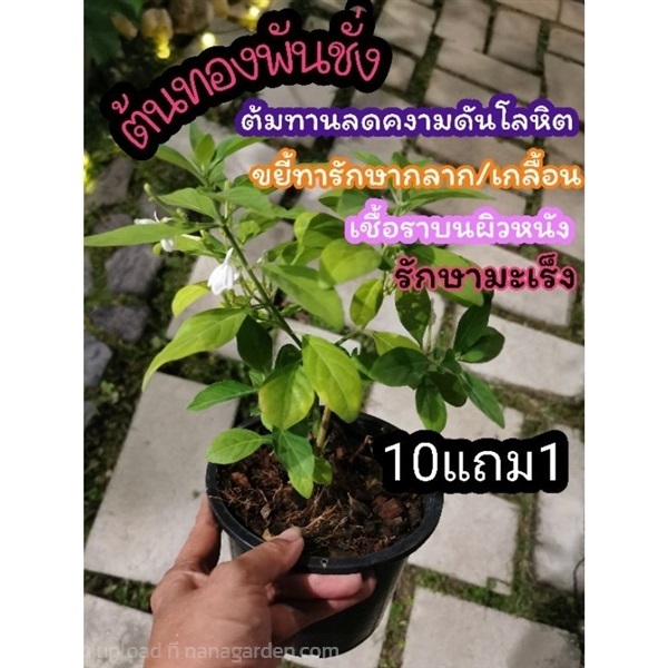 ต้นทองพันชั่ง | ลิตเติ้ลพาร์ค Little Park - บางกรวย นนทบุรี