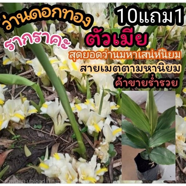 ว่านดอกทองแท้ตัวเมีย | ลิตเติ้ลพาร์ค Little Park - บางกรวย นนทบุรี