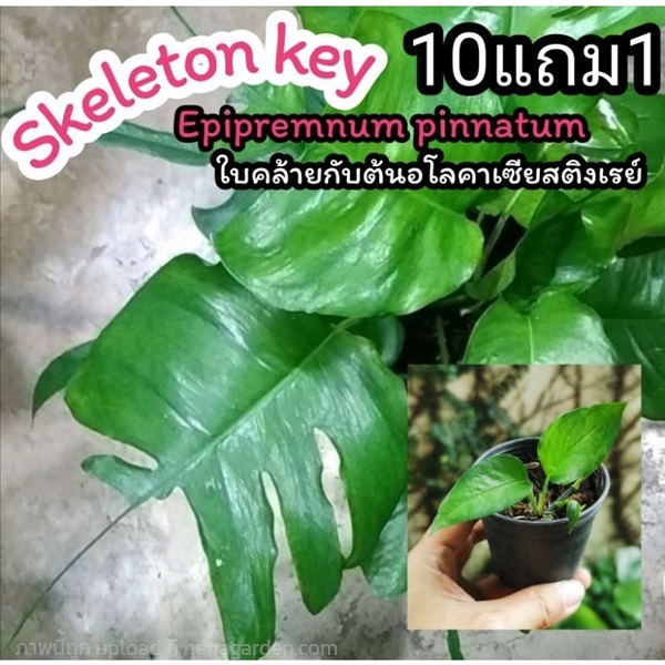 Epipremnum pinnatum skeleton key อิพิหางกระเบน | ลิตเติ้ลพาร์ค Little Park - บางกรวย นนทบุรี