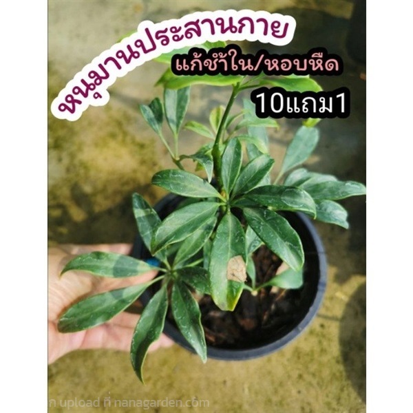 ต้นหนุมานประสานกาย | ลิตเติ้ลพาร์ค Little Park - บางกรวย นนทบุรี