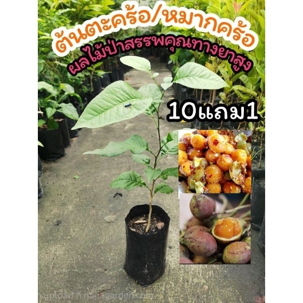 ต้นตะคร้อ หมากคร้อ | ลิตเติ้ลพาร์ค Little Park - บางกรวย นนทบุรี