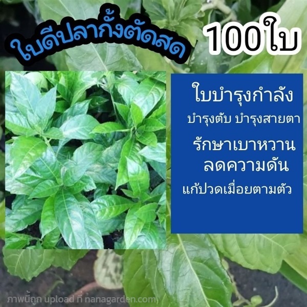 ใบดีปลากั้ง ตัดสด 100 ใบ | ลิตเติ้ลพาร์ค Little Park - บางกรวย นนทบุรี