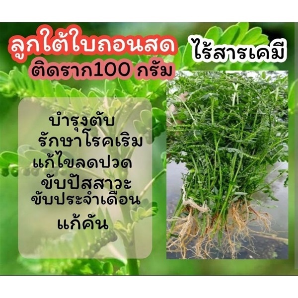 ต้นลูกใต้ใบเด็ดสด 100 กรัม | ลิตเติ้ลพาร์ค Little Park - บางกรวย นนทบุรี