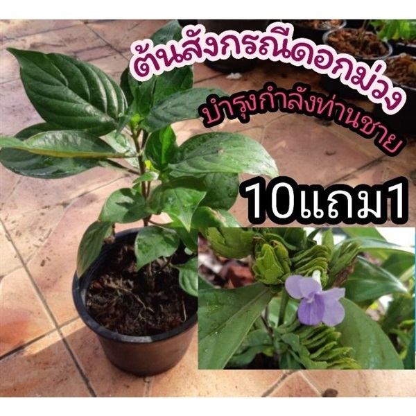 ต้นสังกรณีดอกม่วง | ลิตเติ้ลพาร์ค Little Park - บางกรวย นนทบุรี