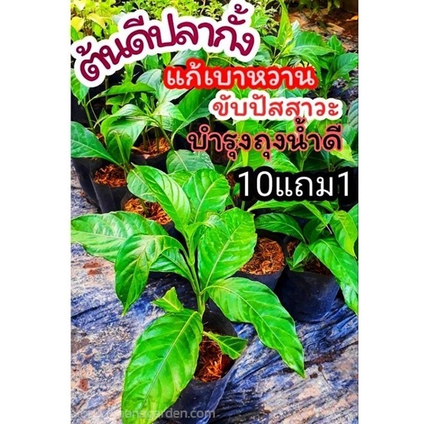 ต้นดีปลากั้ง | ลิตเติ้ลพาร์ค Little Park - บางกรวย นนทบุรี