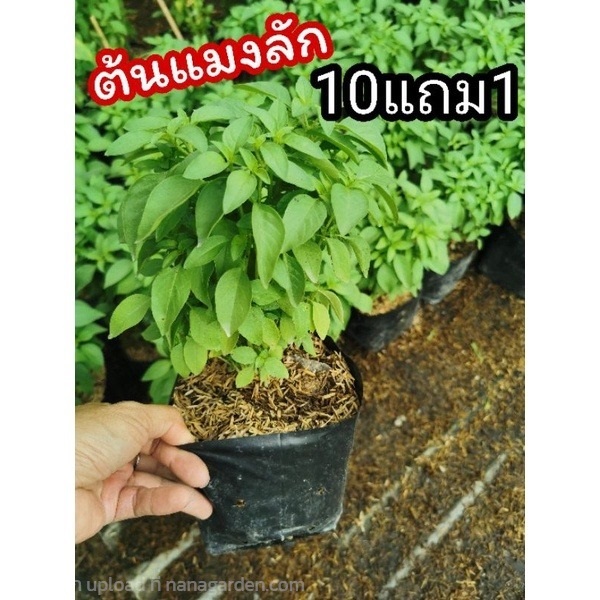 ต้นแมงลัก แมงลักอีตู่ | ลิตเติ้ลพาร์ค Little Park - บางกรวย นนทบุรี