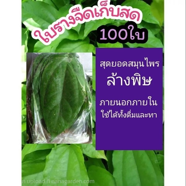 ใบรางจืดเด็ดสด 100 ใบ | ลิตเติ้ลพาร์ค Little Park - บางกรวย นนทบุรี