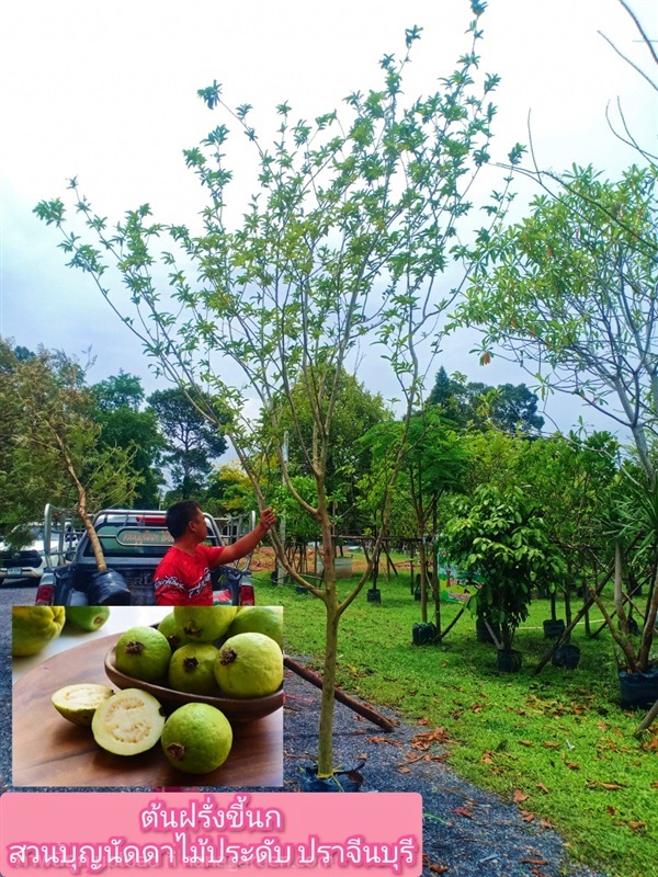 ต้นฝรั่งขี้นก | สวนบุญนัดดาไม้ประดับ ปราจีนบุรี - ประจันตคาม ปราจีนบุรี