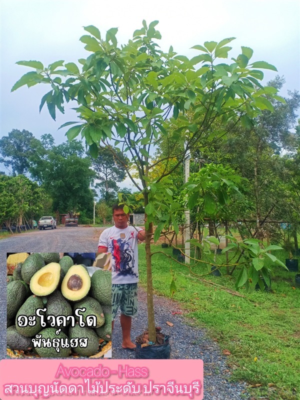 ต้นอะโวคาโด้ | สวนบุญนัดดาไม้ประดับ ปราจีนบุรี - ประจันตคาม ปราจีนบุรี